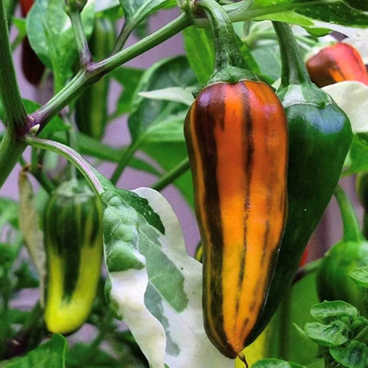 Fish Pepper Seeds - Vegetable Plant