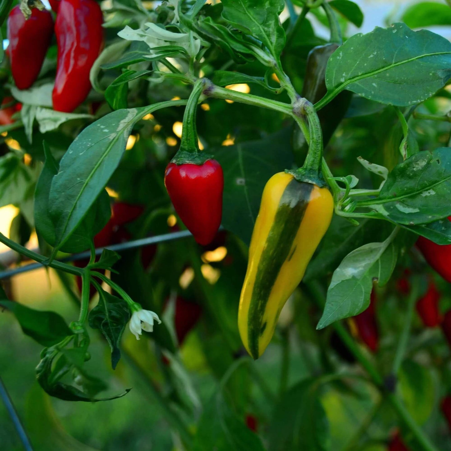 Fish Pepper Seeds - Vegetable Plant