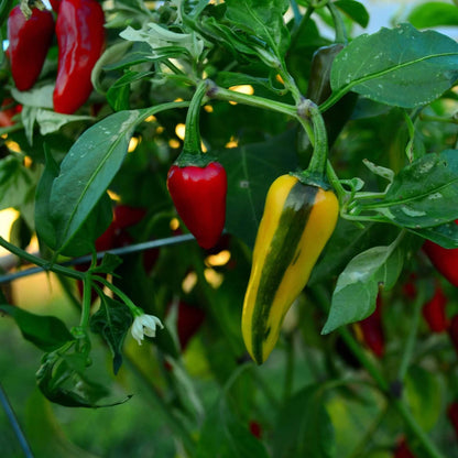 Fish Pepper Seeds - Vegetable Plant