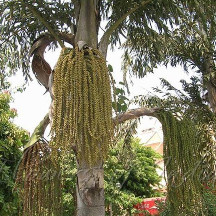 Fishtail Palm Seeds - Ornamental Palm Seeds for Home Gardens