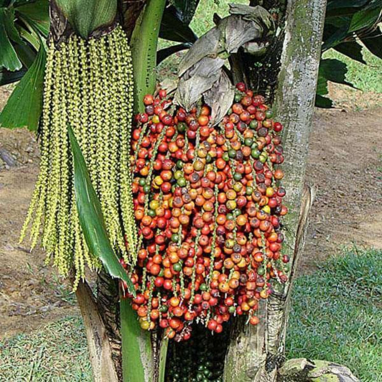 Fishtail Palm Seeds - Ornamental Palm Seeds for Home Gardens