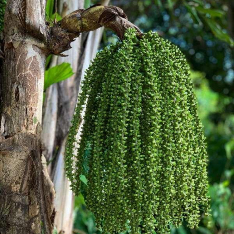 Fishtail Palm Seeds - Ornamental Palm Seeds for Home Gardens
