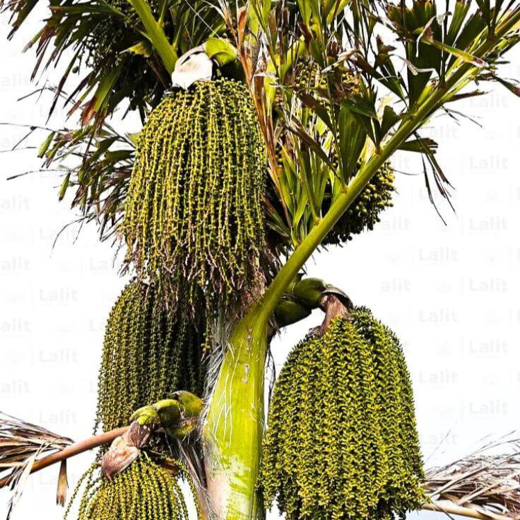Fishtail Palm Seeds - Ornamental Palm Seeds for Home Gardens