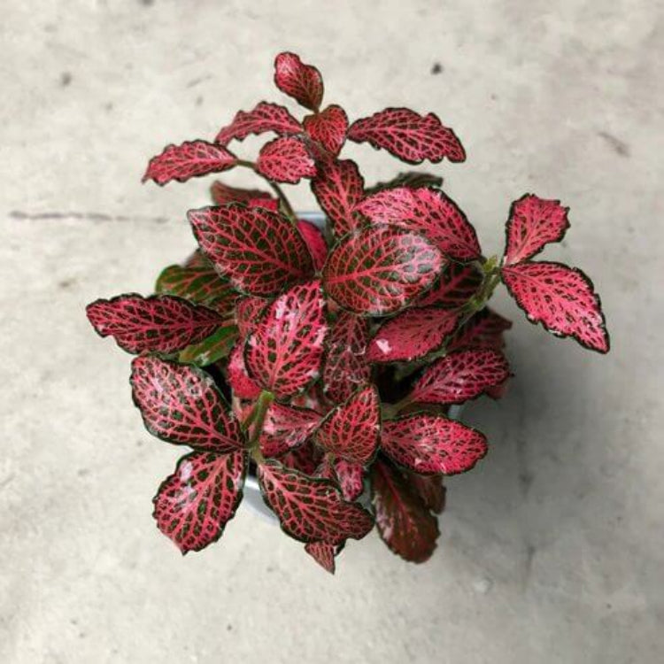 Fittonia Albivenis Seeds - Ornamental Houseplant for Home Gardens