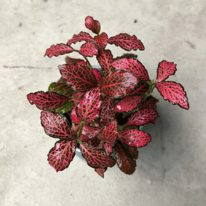 Fittonia Albivenis Seeds - Ornamental Houseplant for Home Gardens