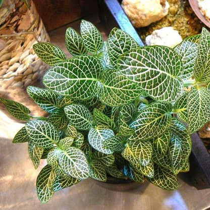 Fittonia Albivenis Seeds - Ornamental Houseplant for Home Gardens