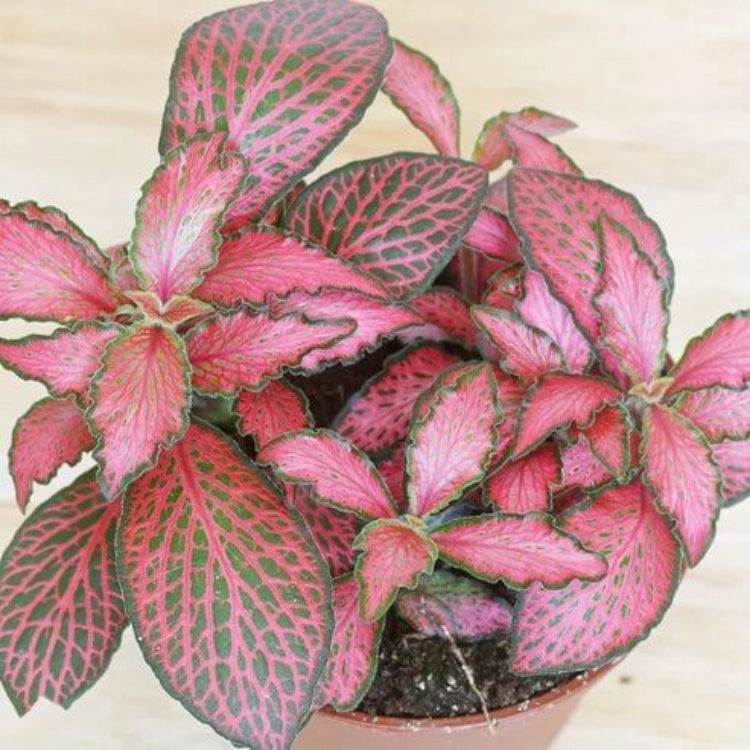 Fittonia Albivenis Seeds - Ornamental Houseplant for Home Gardens