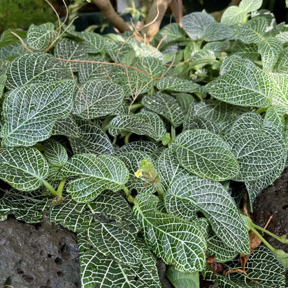 Fittonia Verschaffeltii Seeds