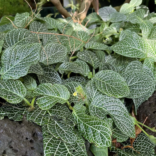 Fittonia Verschaffeltii Seeds