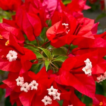 Flame Bougainvillea Seeds - Tropical Flower Plant for Home Gardens
