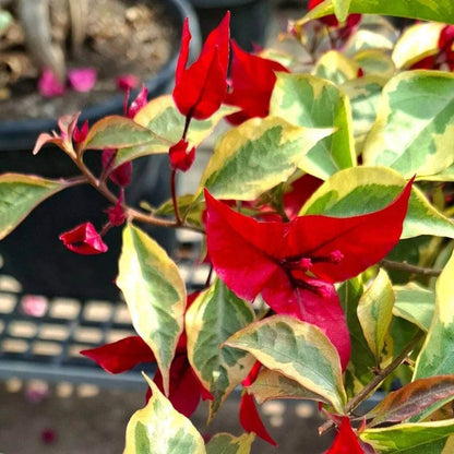 Flame Bougainvillea Seeds - Tropical Flower Plant for Home Gardens