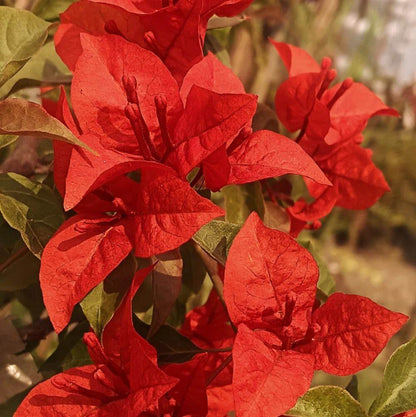 Flame Bougainvillea Seeds - Tropical Flower Plant for Home Gardens
