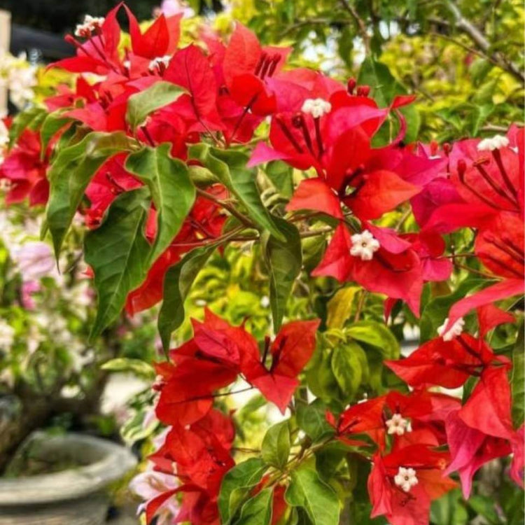 Flame Bougainvillea Seeds - Tropical Flower Plant for Home Gardens