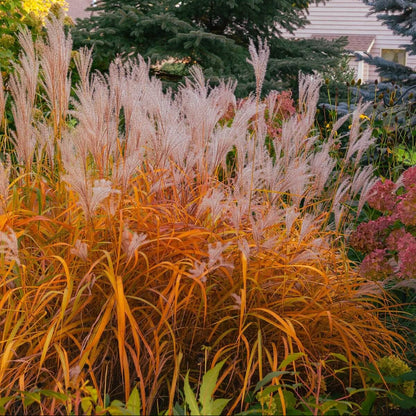 Flame Grass Seeds - Ornamental Grass Seeds for Home Gardens