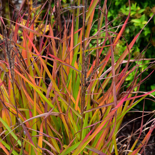 Flame Grass Seeds - Ornamental Grass Seeds for Home Gardens