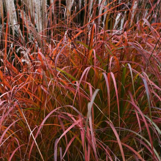 Flame Grass Seeds - Ornamental Grass Seeds for Home Gardens