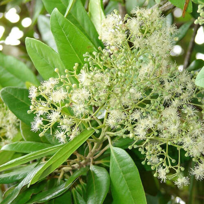 Flat White Fragrant Clove Seeds - Flower Plant 