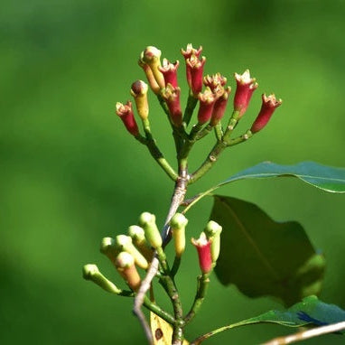 Flat White Fragrant Clove Seeds - Flower Plant 