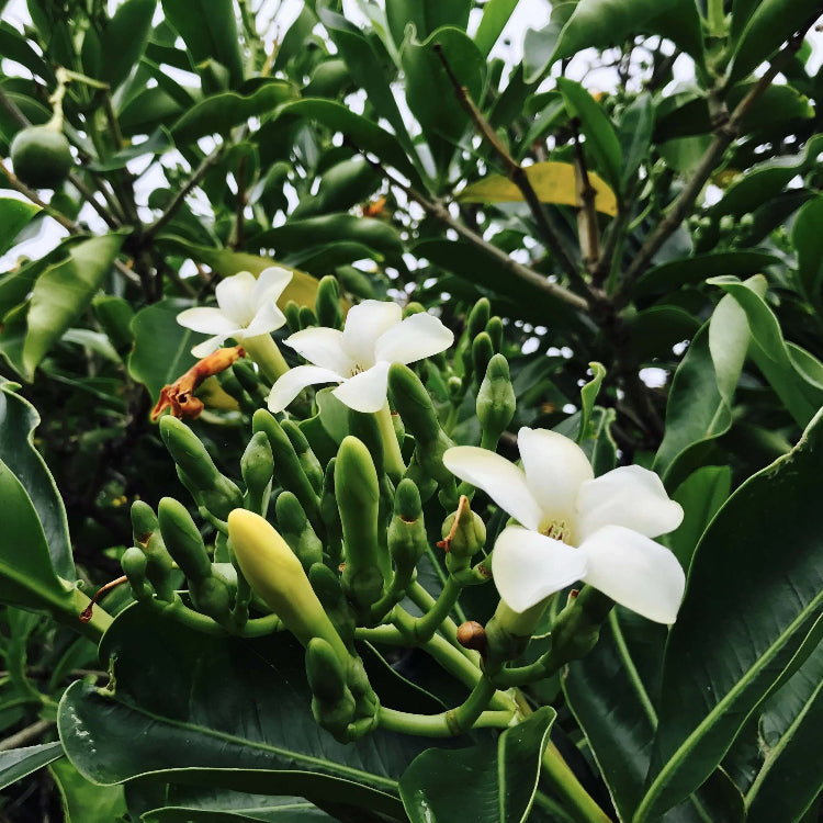 Flat White Fragrant Clove Seeds - Flower Plant 