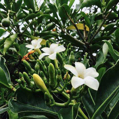 Flat White Fragrant Clove Seeds - Flower Plant 
