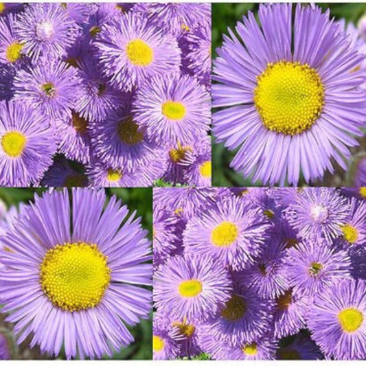 Fleabane Daisy Seeds - Flower Seeds