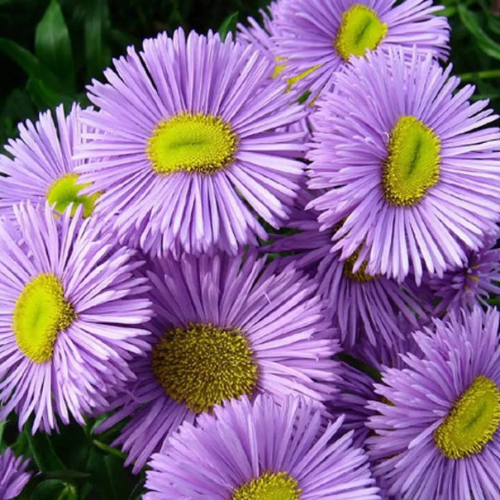 Fleabane Daisy Seeds - Flower Seeds