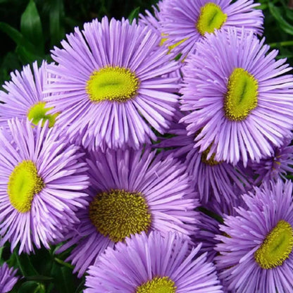 Fleabane Daisy Seeds - Flower Seeds