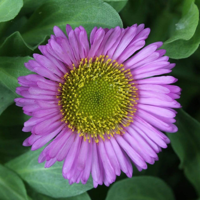 Fleabane Daisy Seeds - Flower Seeds