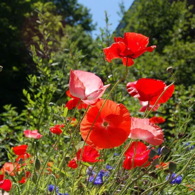 Floral Poppy Seeds