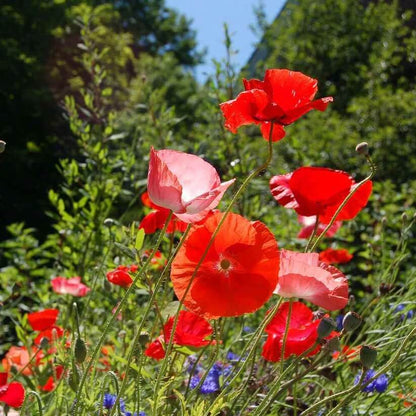 Floral Poppy Seeds