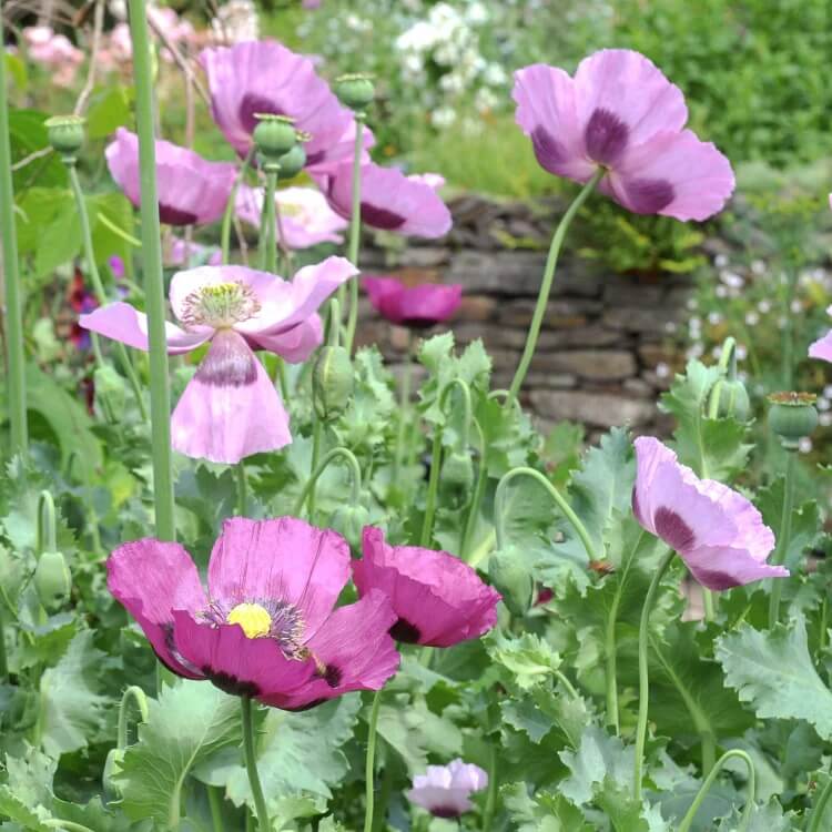 Floral Poppy Seeds