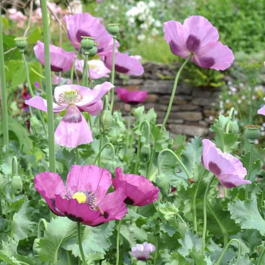 Floral Poppy Seeds