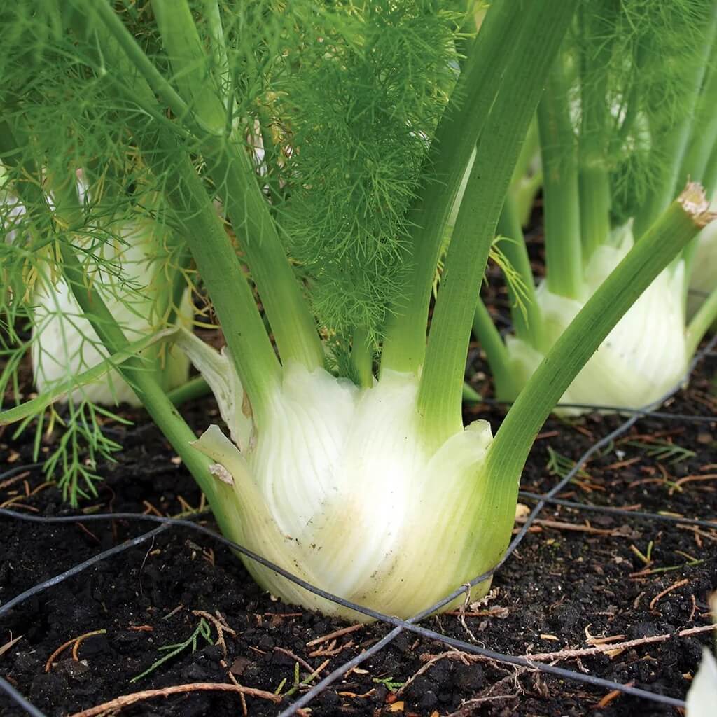 Florence Fennel Seeds