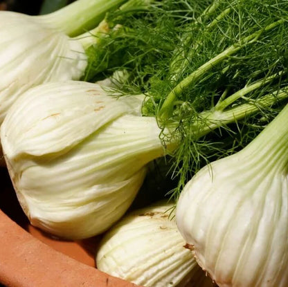 Florence Fennel Seeds