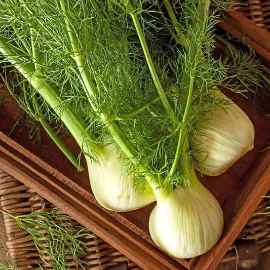 Florence Fennel Seeds