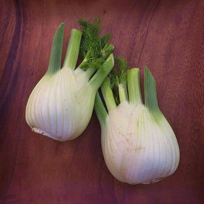Florence fennel seeds - Vegetable Plant