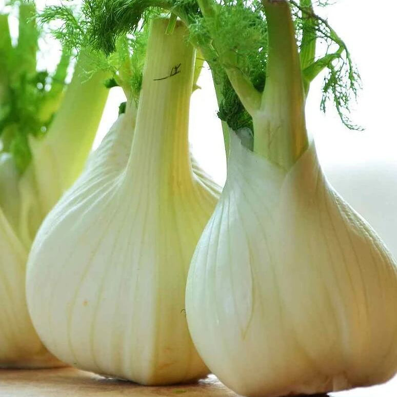 Florence fennel seeds - Vegetable Plant