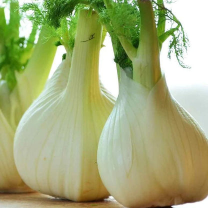 Florence fennel seeds - Vegetable Plant