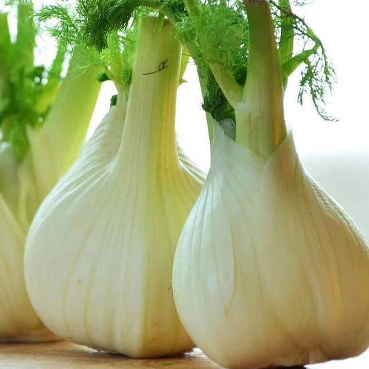 Florence fennel seeds - Vegetable Plant