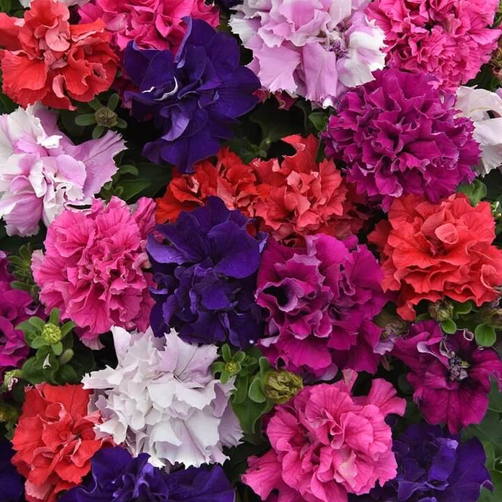 Floribunda Petunia Seeds - Heirloom Flower Plant for Home Gardens