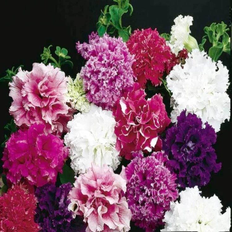 Floribunda Petunia Seeds - Heirloom Flower Plant for Home Gardens