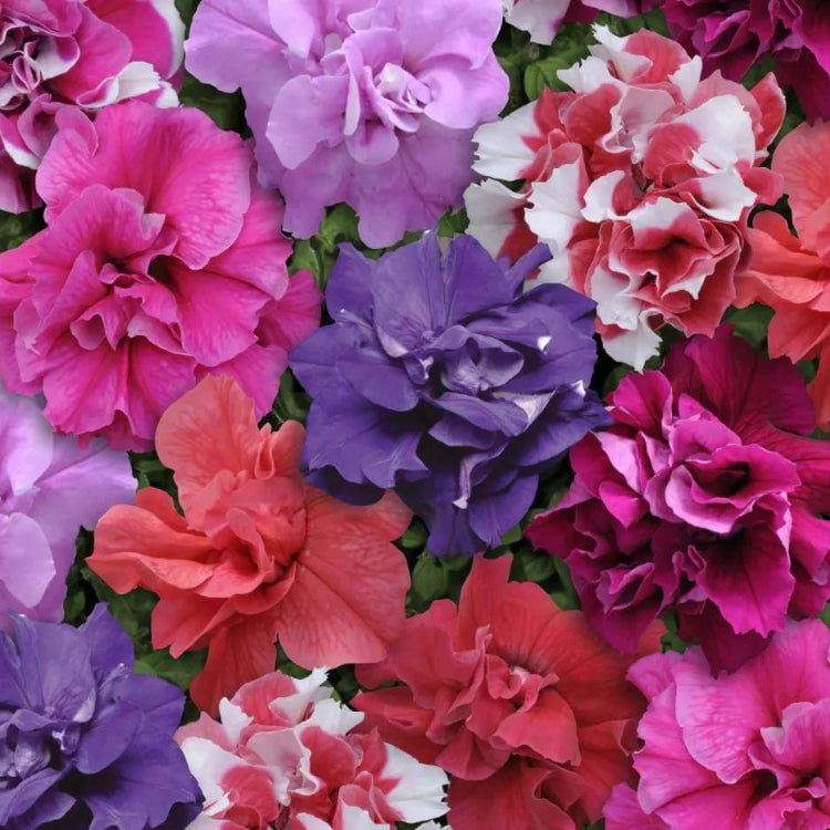 Floribunda Petunia Seeds - Heirloom Flower Plant for Home Gardens
