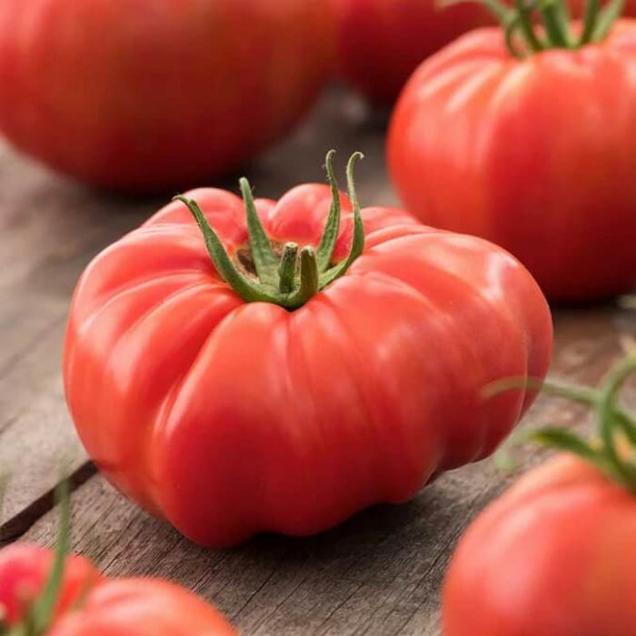 Florida Tomato Seeds - Vegetable Plant