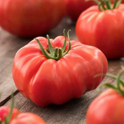 Florida Tomato Seeds - Vegetable Plant