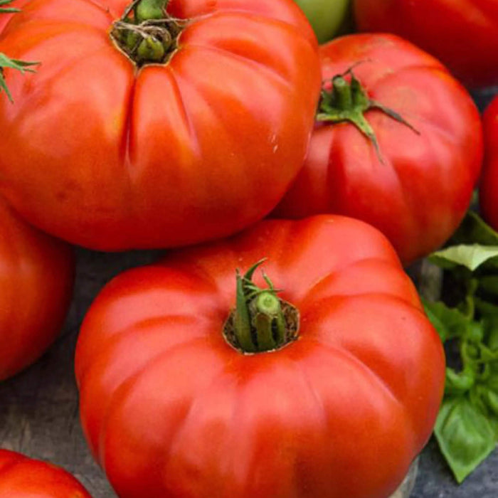 Florida Tomato Seeds - Vegetable Plant
