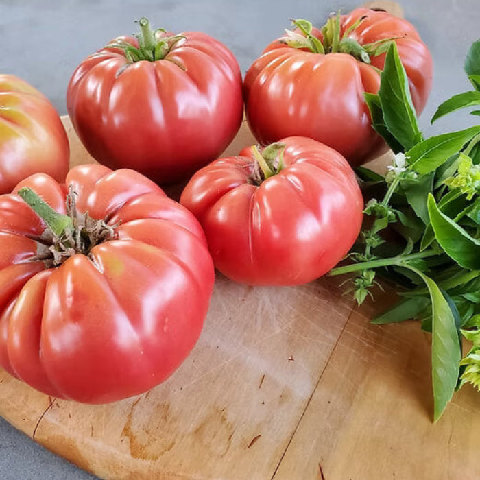 Florida Tomato Seeds - Vegetable Plant