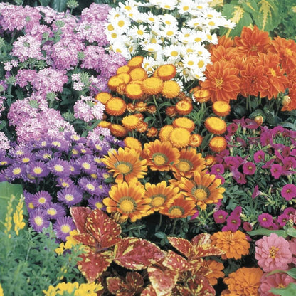 Florida Wildflower Seeds - Native Plant Seeds for Home Gardens