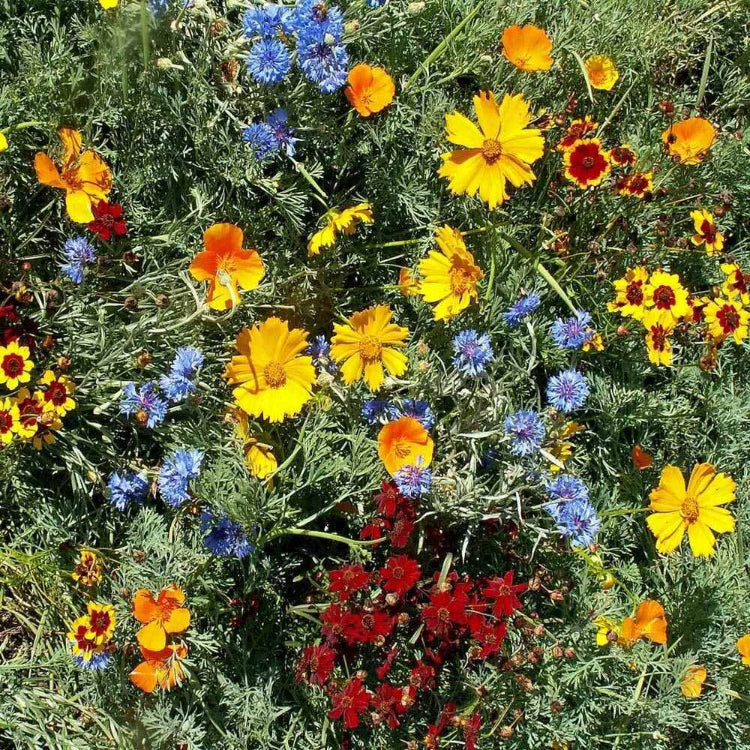 Florida Wildflower Seeds - Native Plant Seeds for Home Gardens