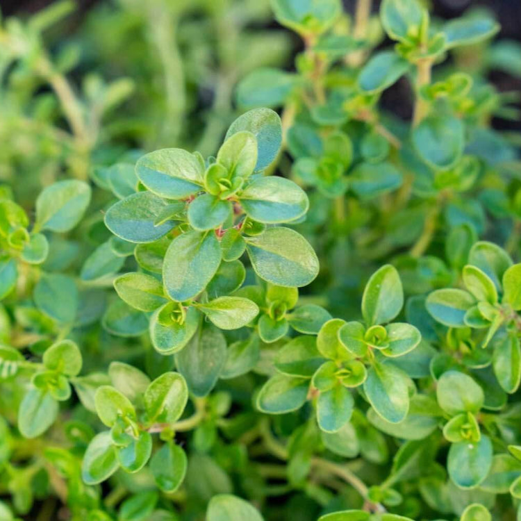 Flowering Thyme Seeds - Heirloom Herbal Plant for Home Gardens