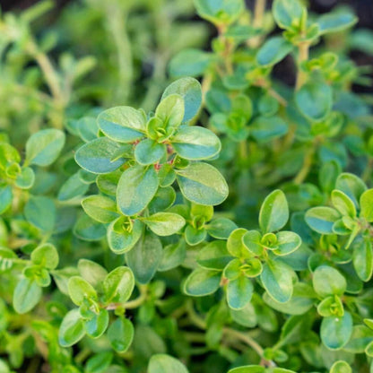 Flowering Thyme Seeds - Heirloom Herbal Plant for Home Gardens